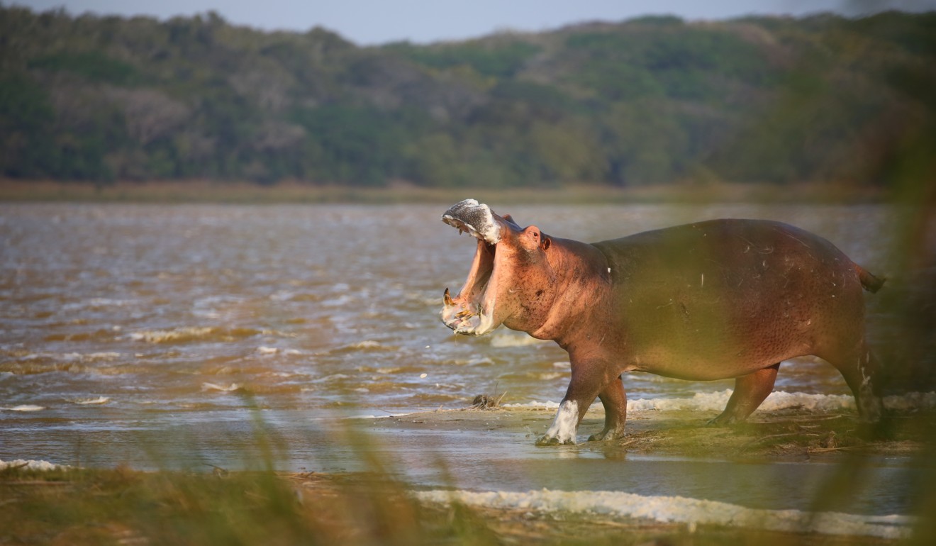 A hippo at the water’s edge.