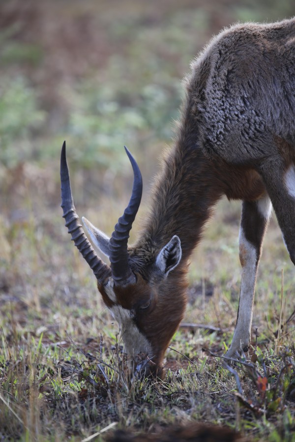 Impala are among the animals to have been successfully introduced at Maputo Special Reserve.