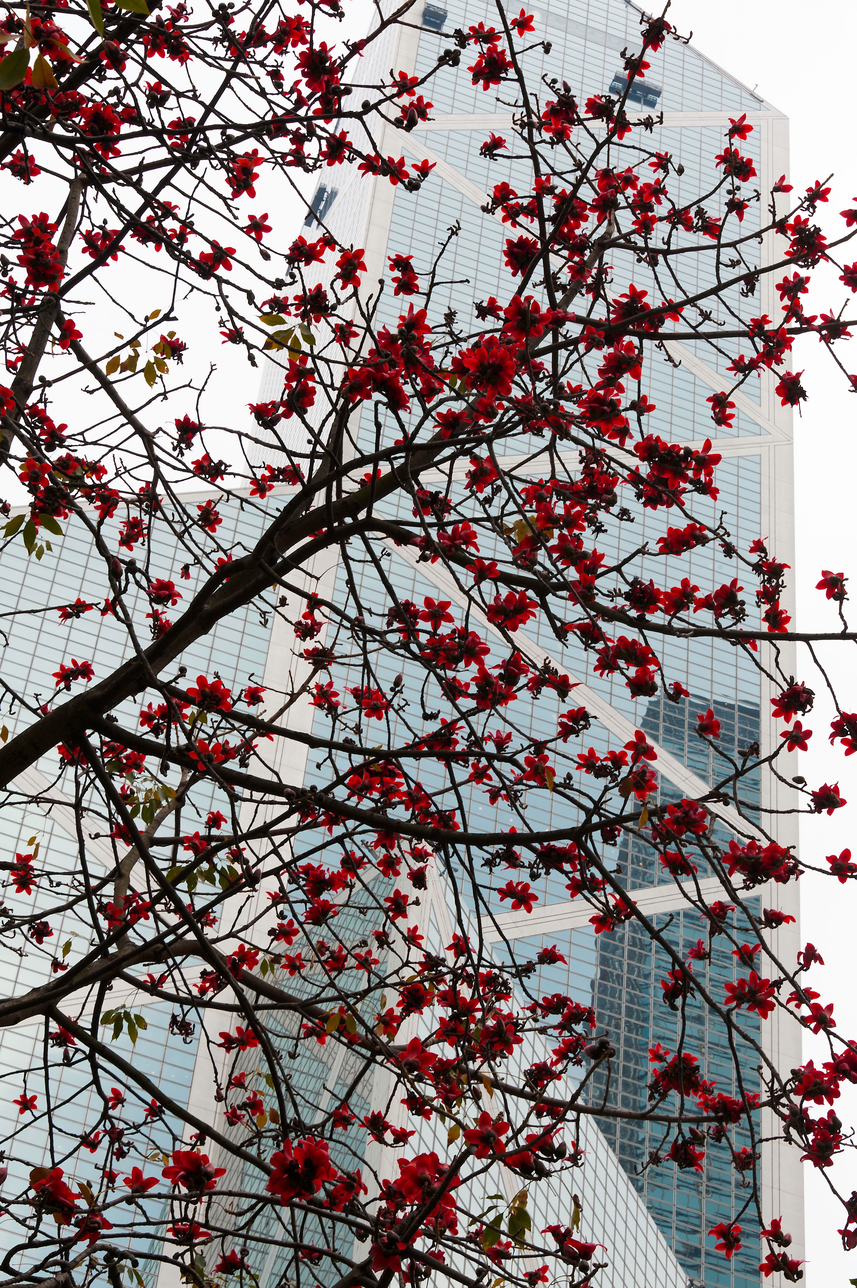 Cotton trees in full bloom in Central. Photo: Alamy