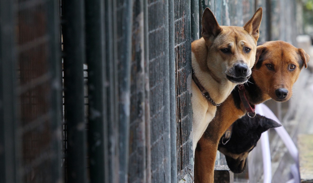 Pugs vs dachshunds ultimate faceoff in Hong Kong charity dog race South China Morning Post