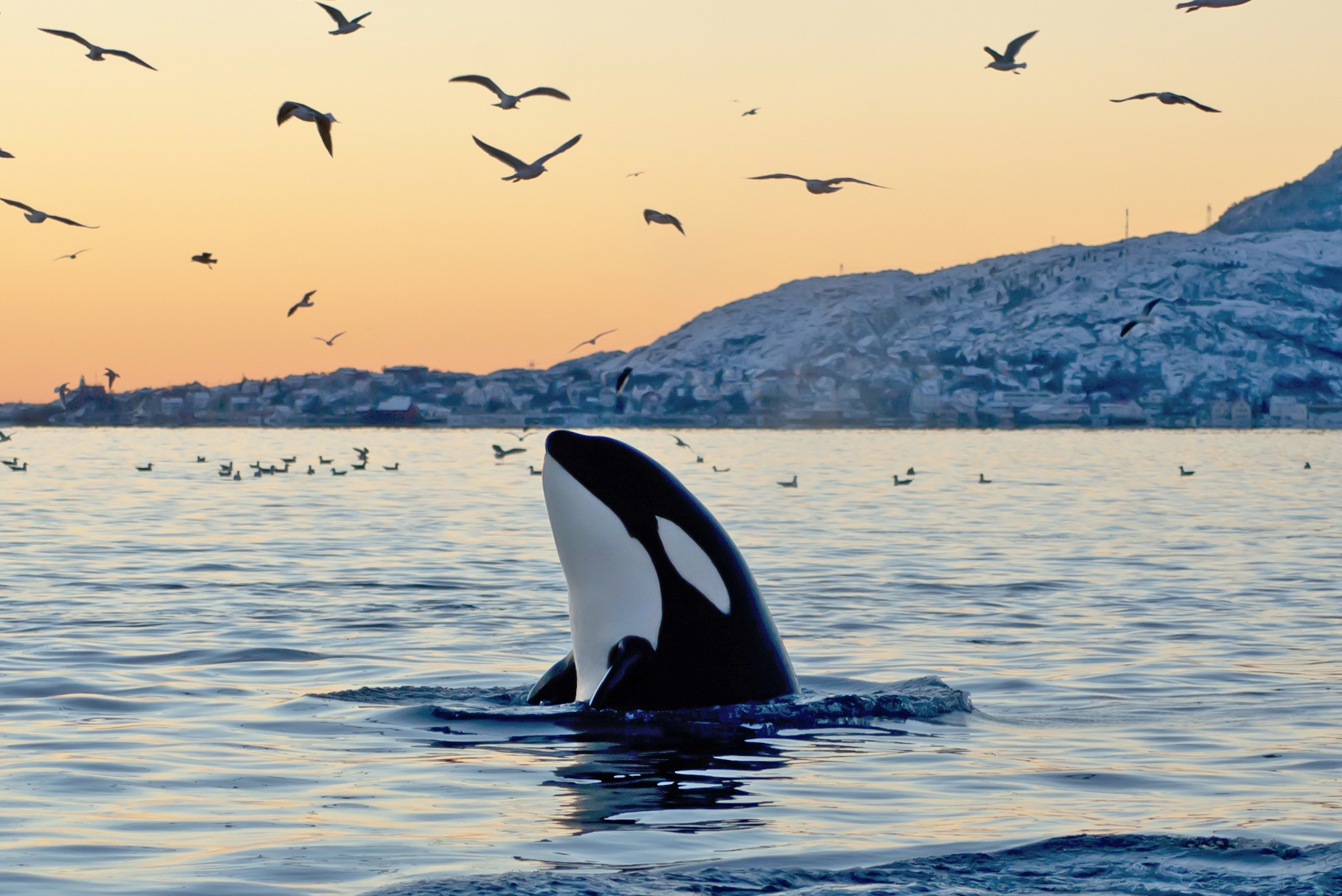 The six-tonne orca is not a whale, despite its ‘killer whale’ name, but rather, the largest kind of dolphins. Photo: Thinkstock