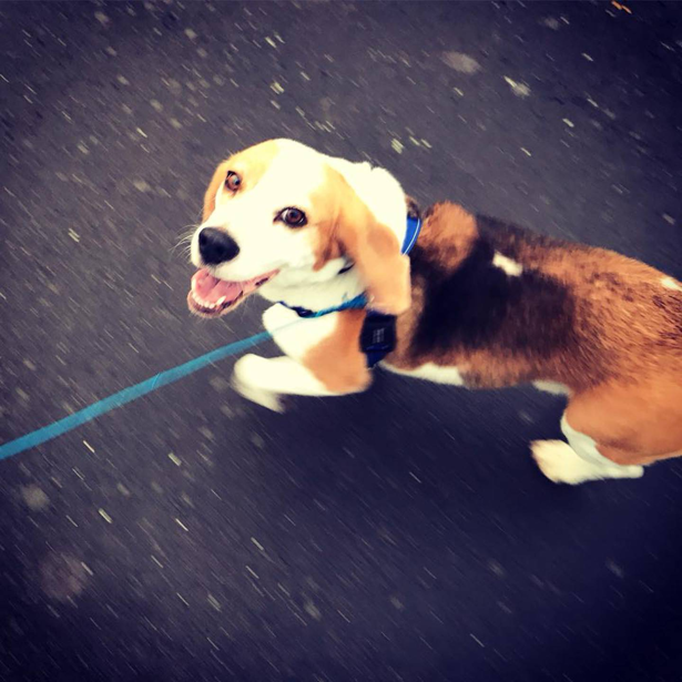 Benny the beagle was found after nine days missing in the bush. Photo: Supplied