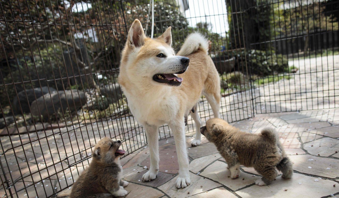 Rika, an Akita dog, and her puppies. Photo: AFP