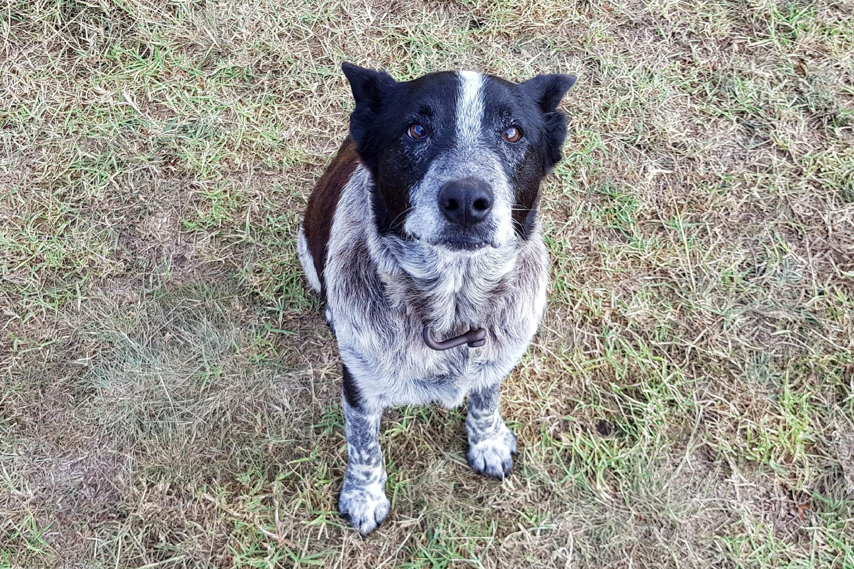 are australian cattle dog noisy