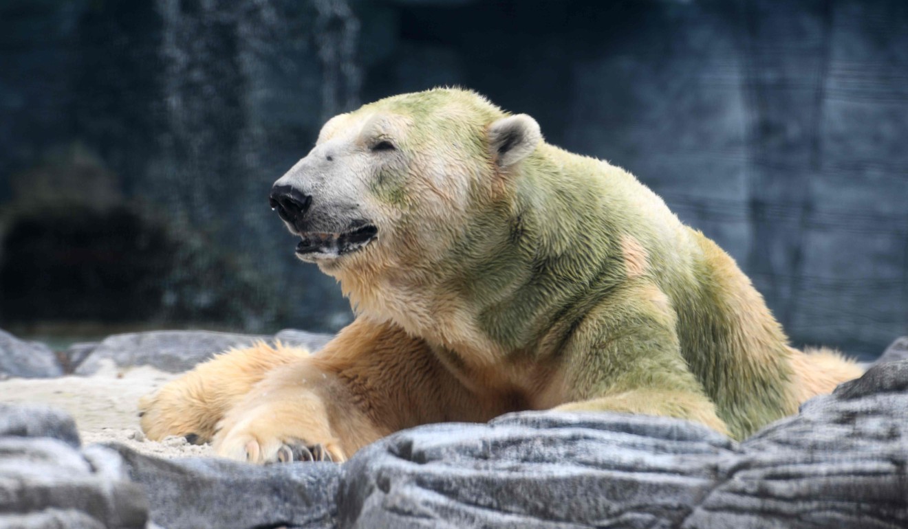 Inuka had reached the grand old age of 27 – into his 70s in human years. Photo: AFP
