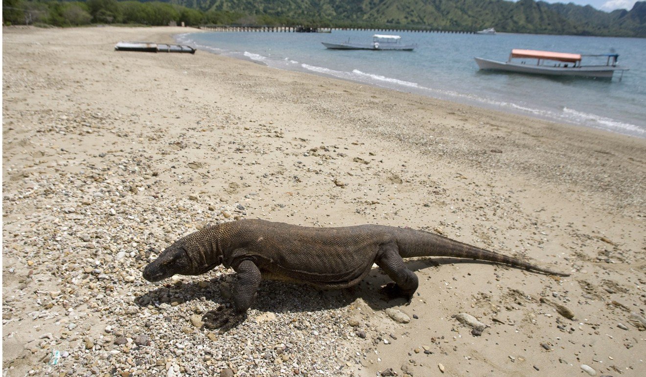 A Komodo dragon in the Komodo Island National Park in East Nusa Tenggara, Indonesia. Komodo island has been named among the world’s new seven wonders of nature. Photo: EPA