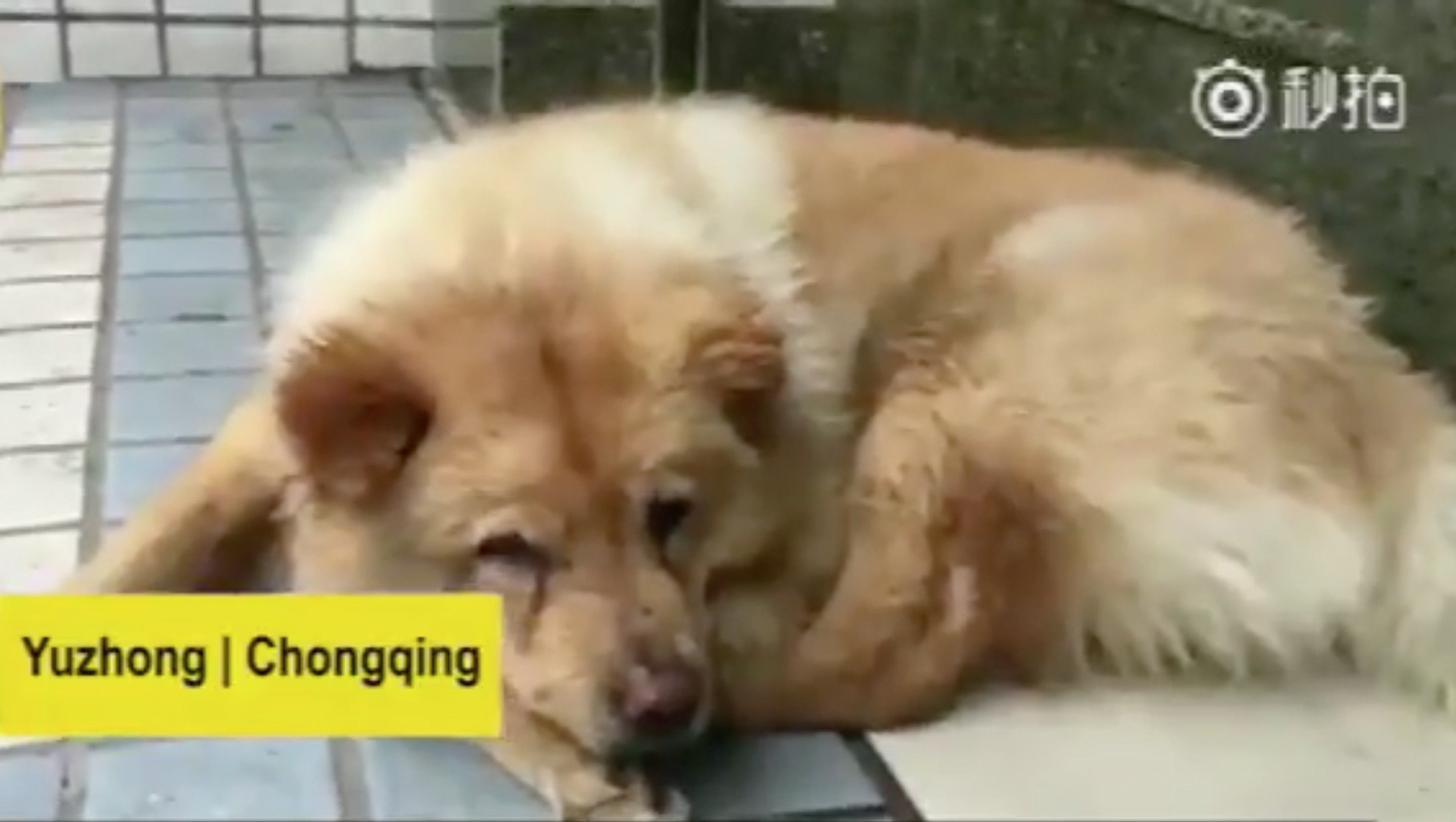 all station dog breed