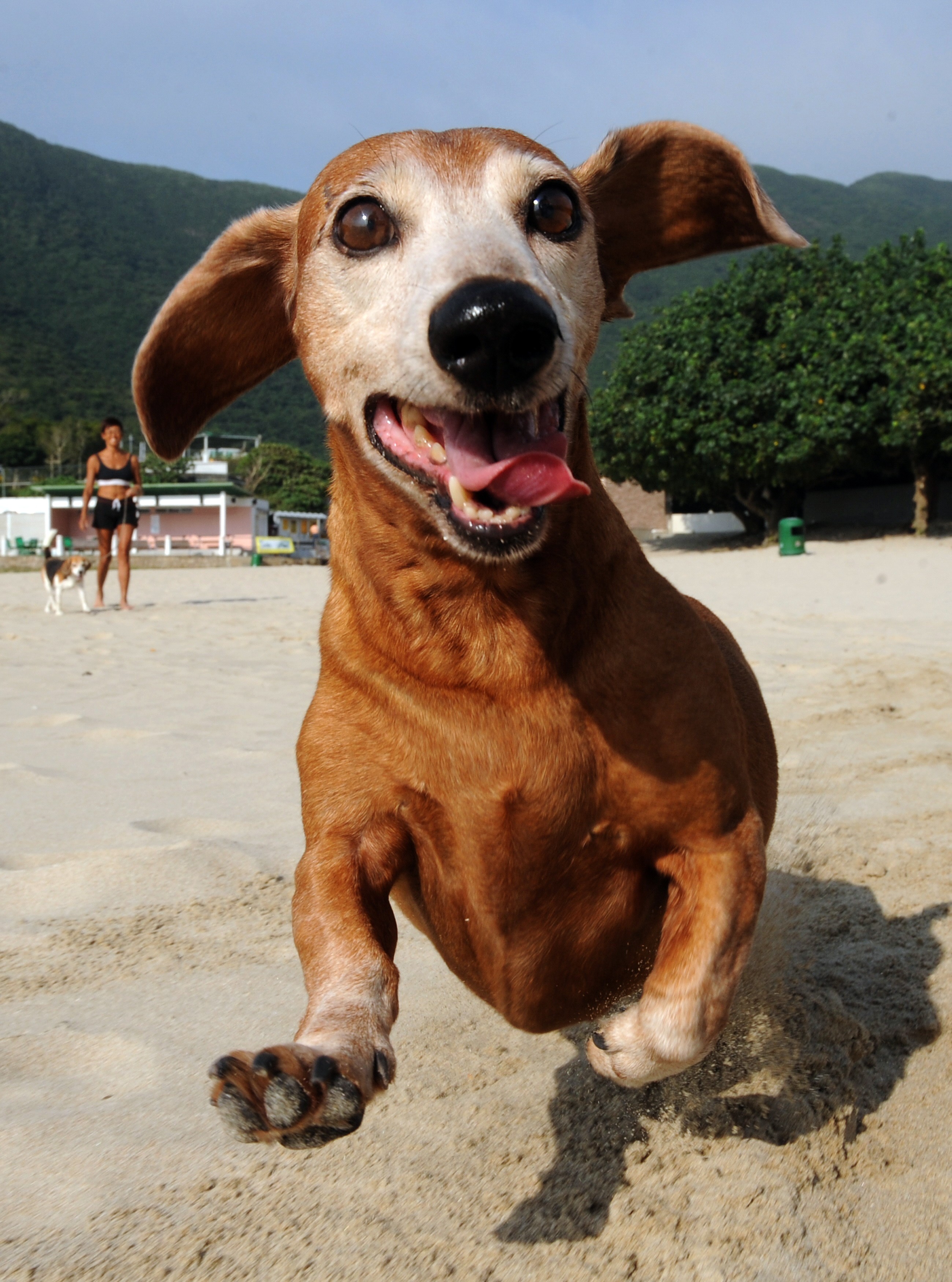 The humidity and heat of Hong Kong’s summers make it hard for dogs to keep cool. Local dog expert Eric Ko shares five things you should not do with your canine companion when you are out in the hot sun