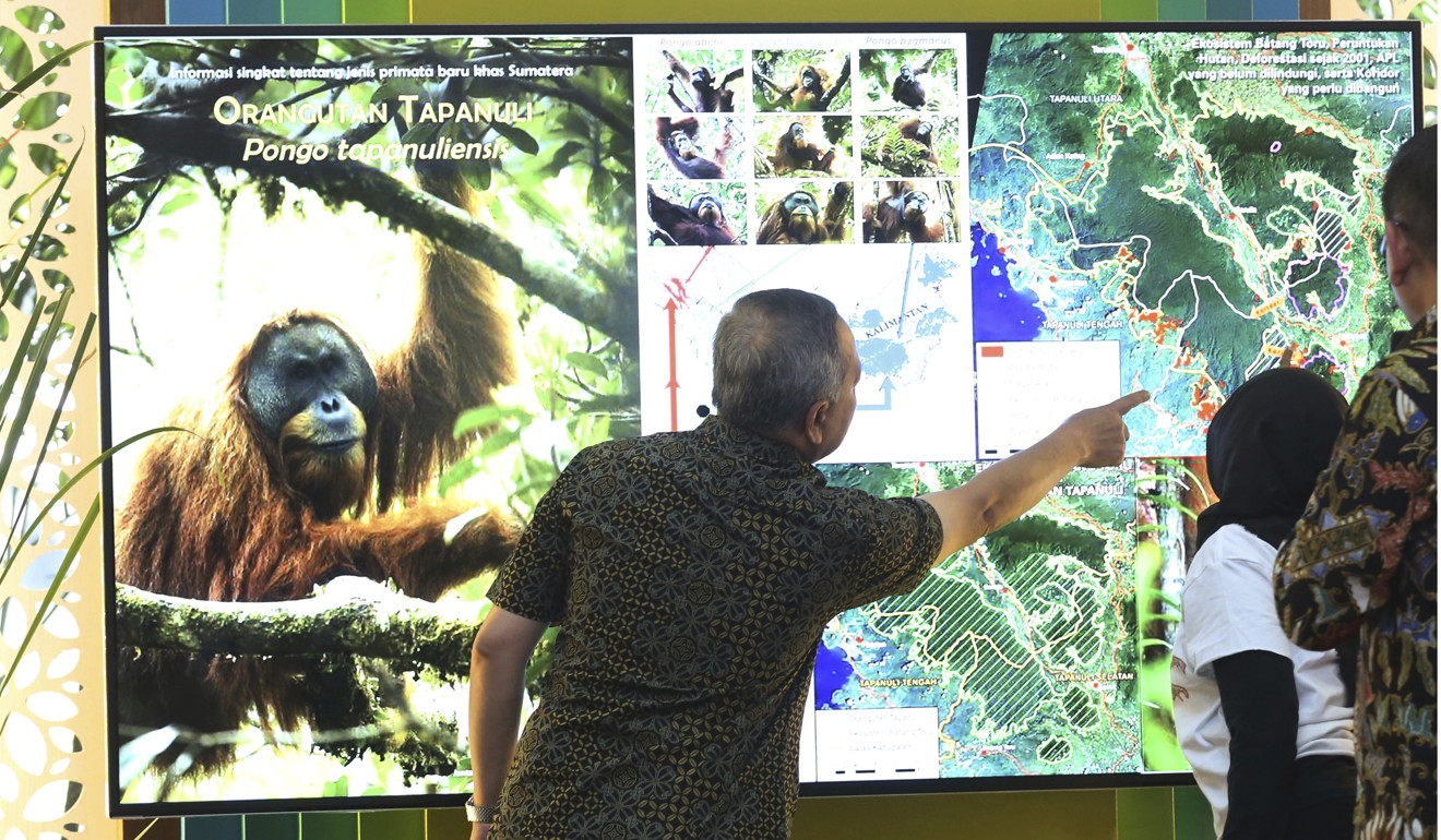 File photo of Wiratno, the Director General of Conservation of Natural Resources and Ecosystem at the Indonesian Forestry Ministry, looking at a screen displaying the map of the Batang Toru Ecosystem in North Sumatra where a new species of orangutans has been found. Photo: AP