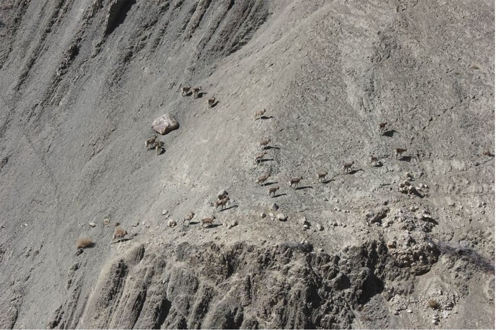 Urials – a wild sheep – near Saspochey, Ladakh. Photo: Adam Popescu