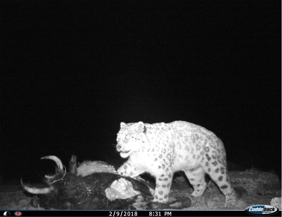 A remote camera trap captures a snow leopard prowling the slopes in Ulley Valley. Photo: Bloomberg