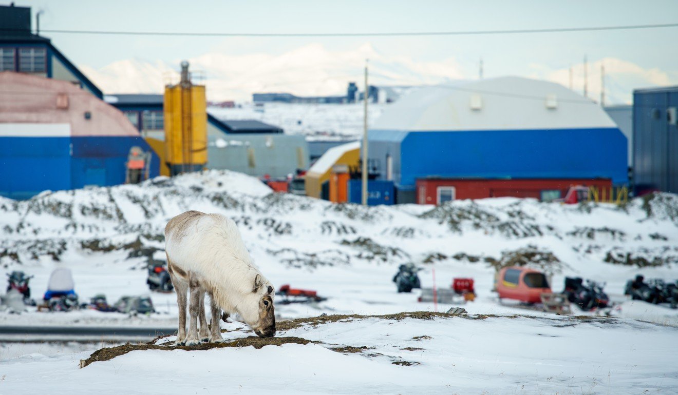 A reindeer grazes in Longyearbyen, a mining town in the Norwegian archipelago of Svalbard, halfway between Norway and the North Pole. Photo: Tessa Chan