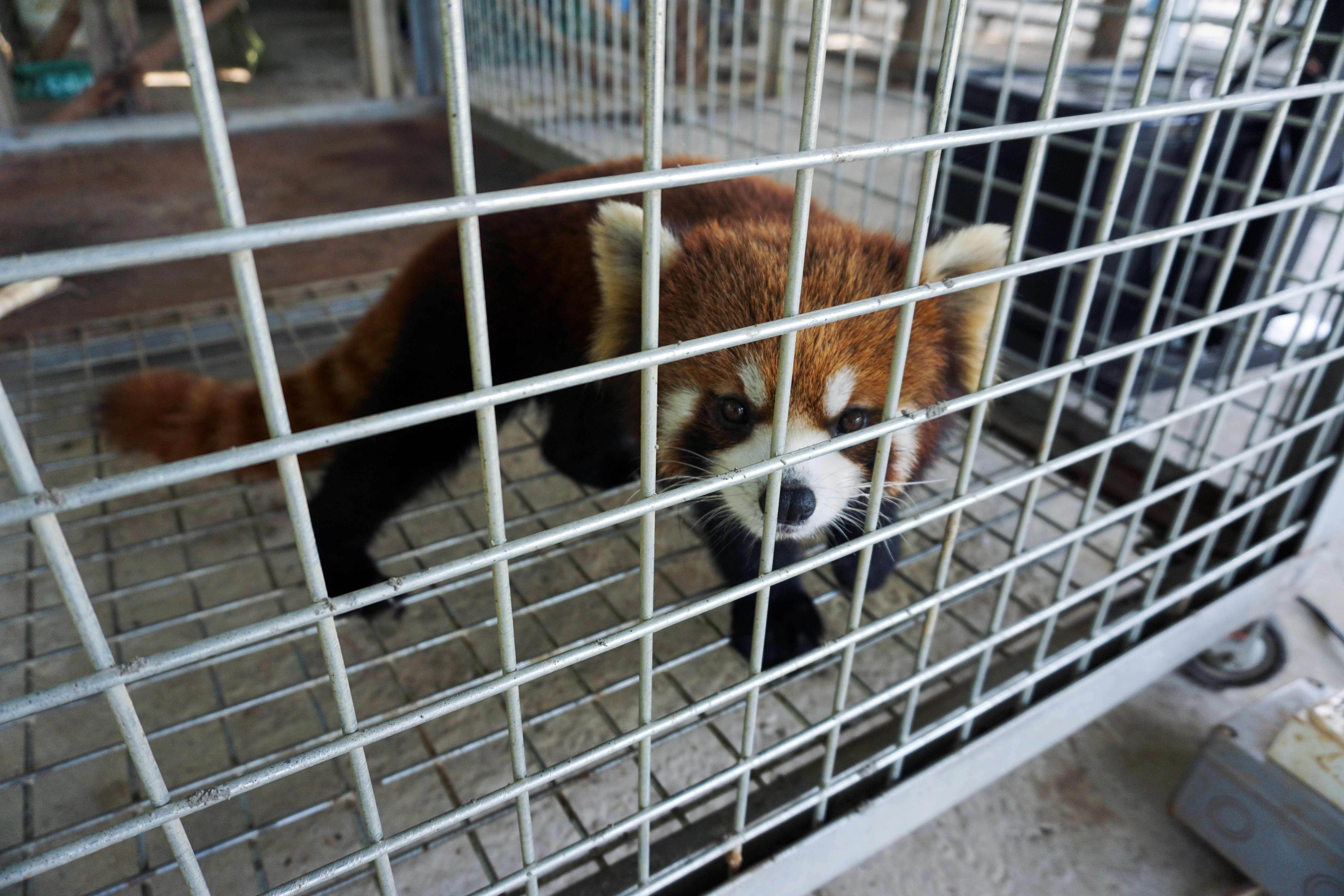 Fur Coats Should Be Banned Essay