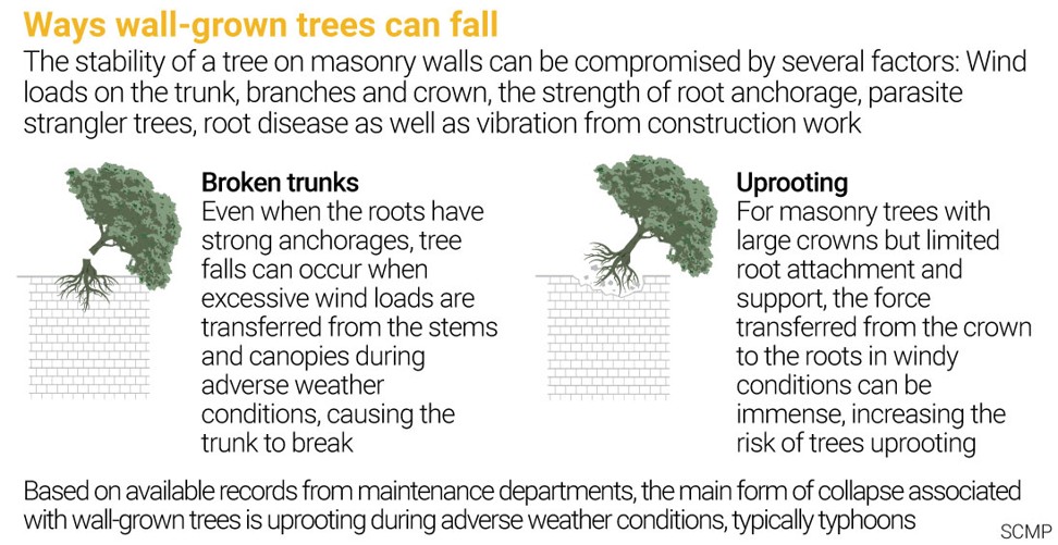When Hong Kong’s iconic wall trees become a safety hazard. Graphic: SCMP