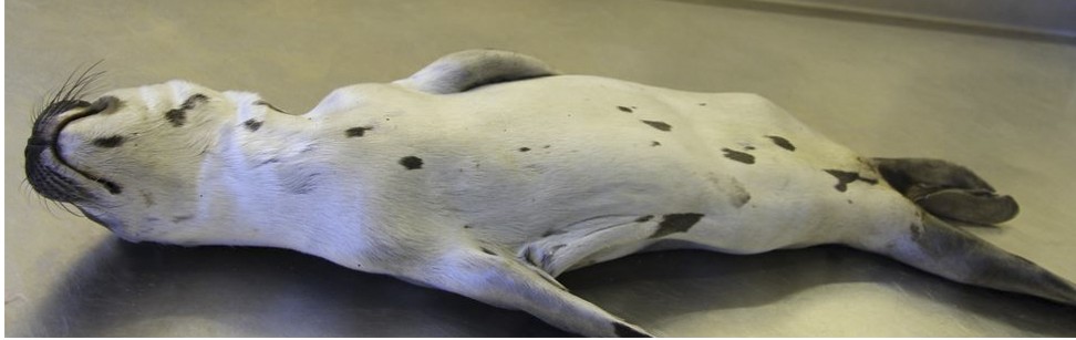 Researchers found a piece of plastic in the stomach of this harp seal pup, which caused its death. Photo: Courtesy Scottish Marine Animal Stranding Scheme
