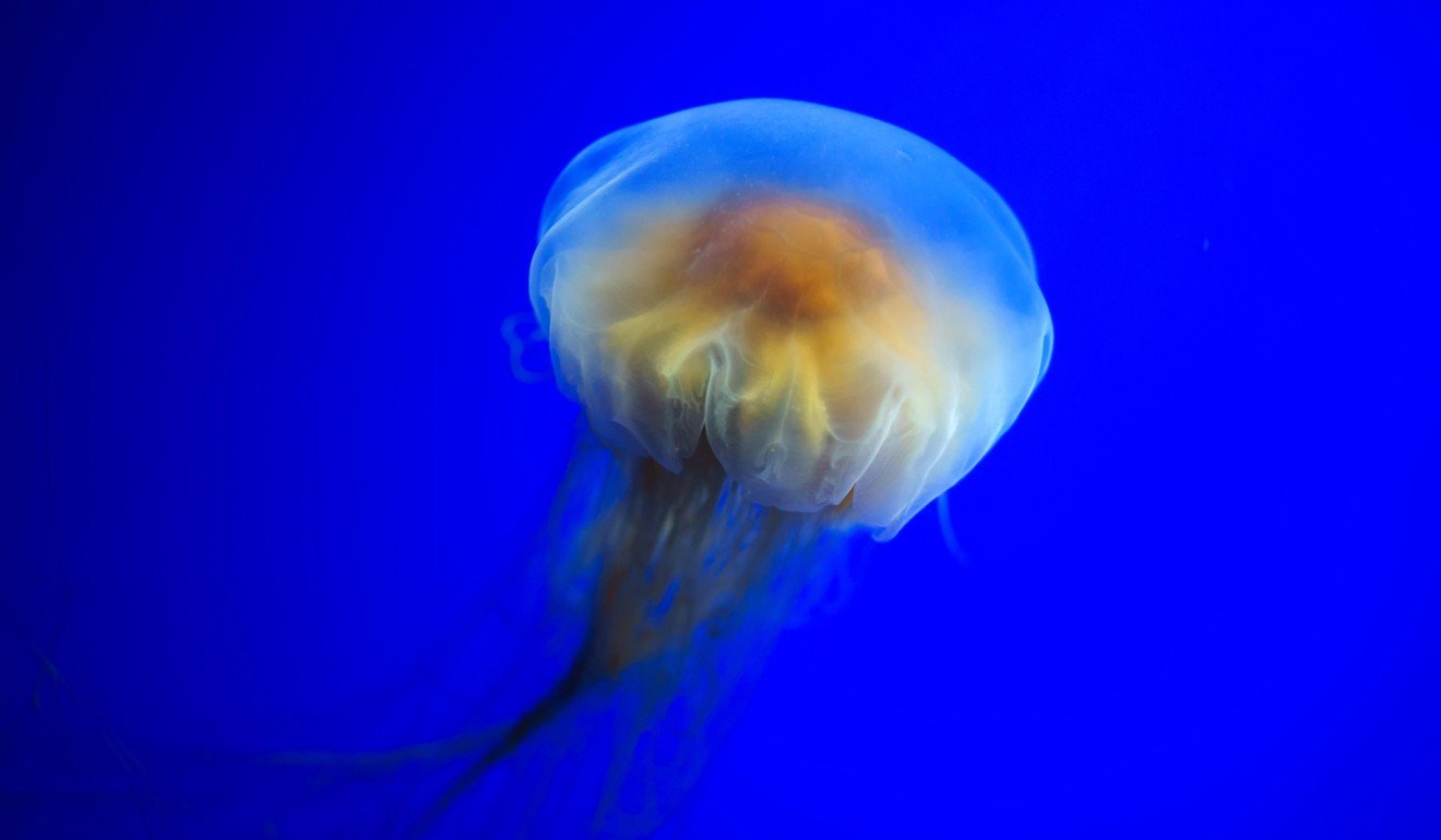 Lion’s mane jellyfish. Photo: Alamy
