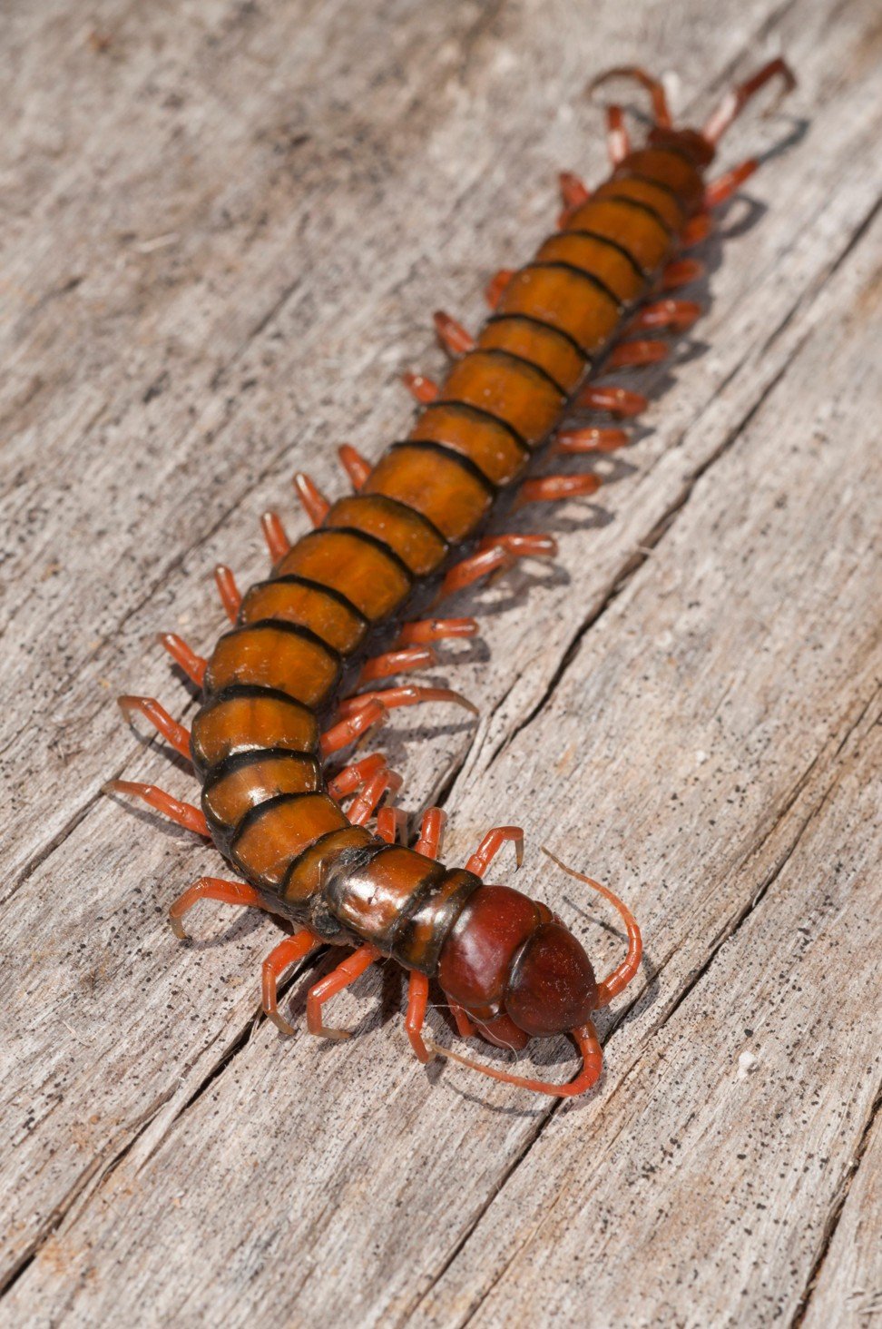 The giant centipede. Photo: Alamy