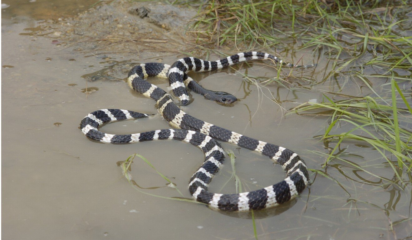 The many-banded krait’s bite causes mild itching which if ignored leads to respiratory paralysis and possible heart failure. Photo: AFCD