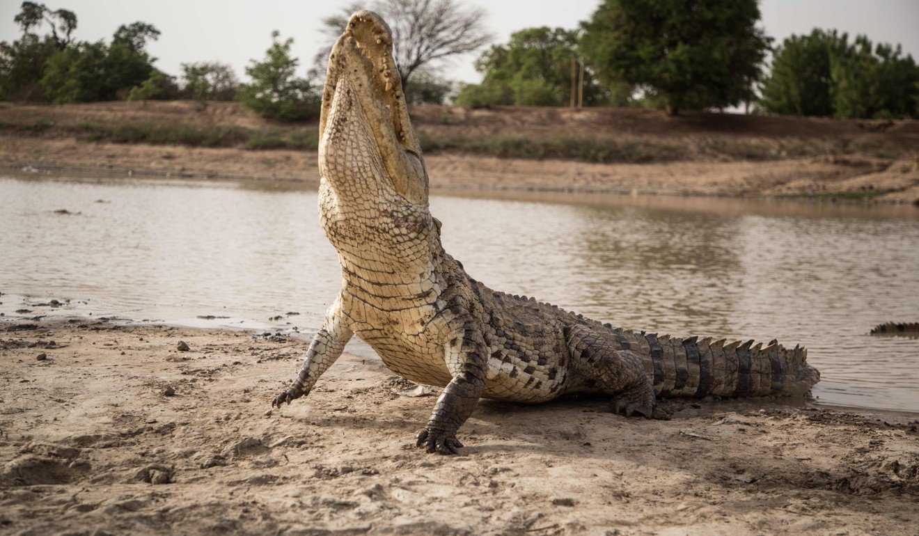 A crocodile looks towards an unseen chicken, as it is fed. Photo: AFP