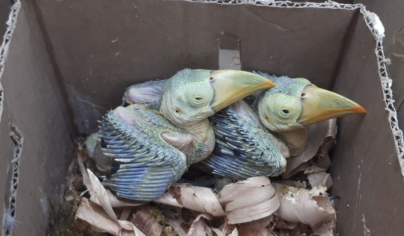 Hatchlings intercepted by Mexican police authorities as they were being smuggled out of Mexico. Photo: AP
