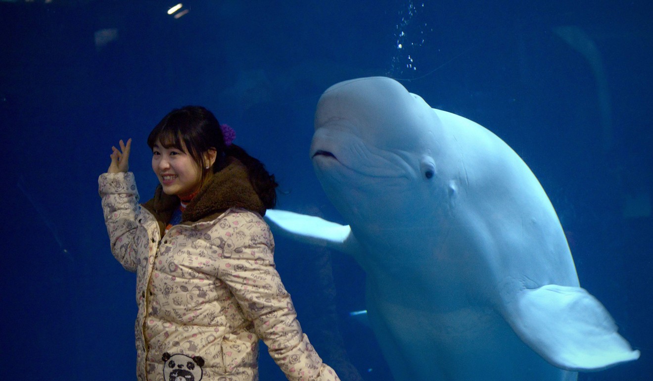 A woman poses for a photo in front of a beluga whale at a zoo in Beijing. Photo: AFP
