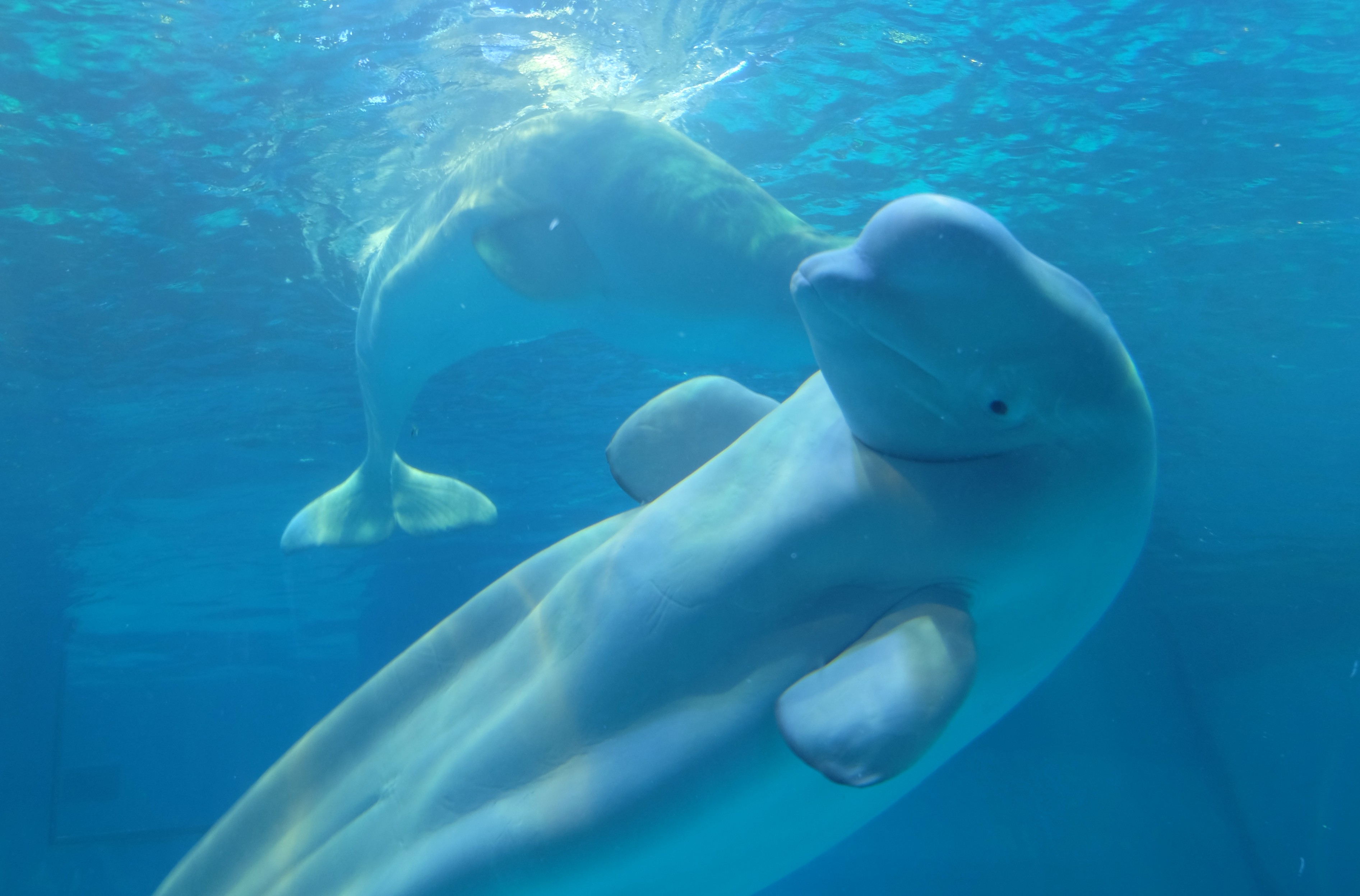 Beluga whales swim in an indoor marine world inside a shopping mall at Guangzhou's central business district. Photo: Gloria Chan