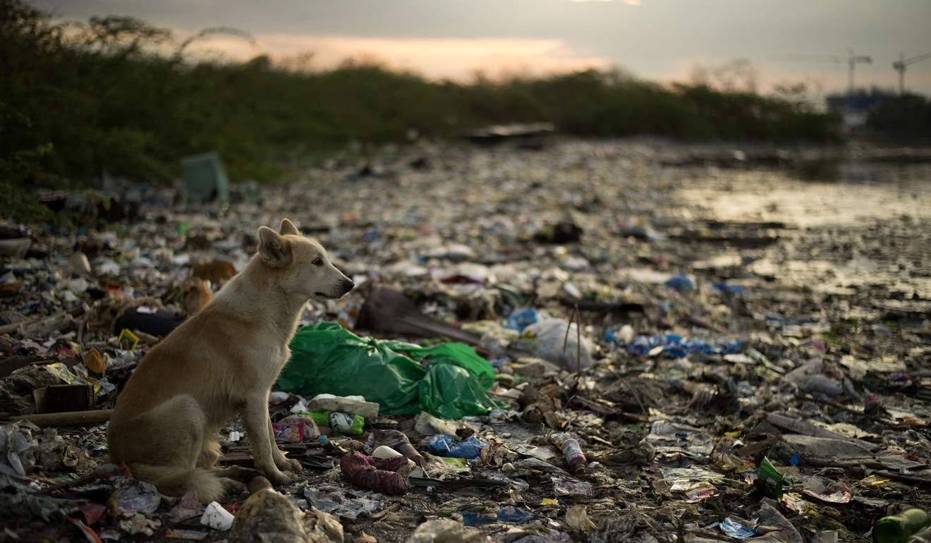 This photo taken on May 12 hows a dog looking out onto a rubbish-filled creek in Manila. Photo: AFP