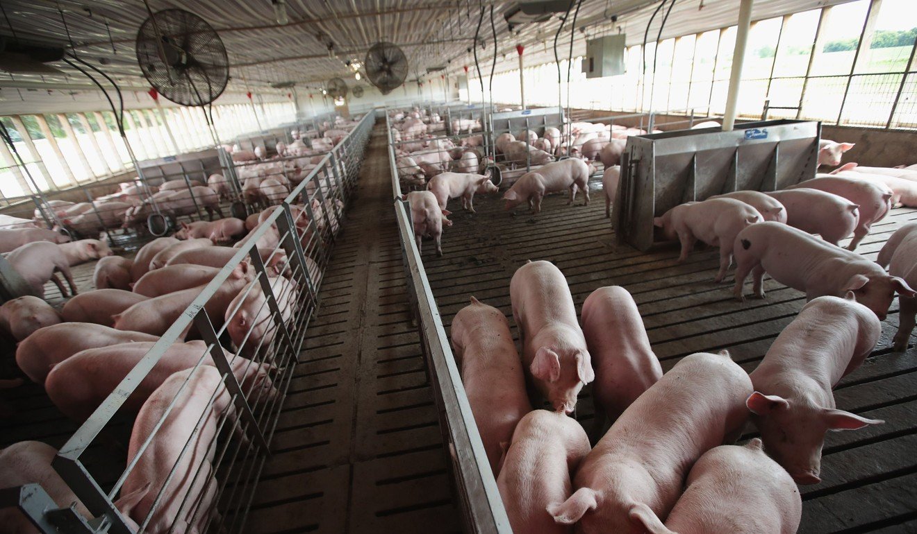 The National Development and Reform Commission says pig production capacity is at a high level. Photo: AFP