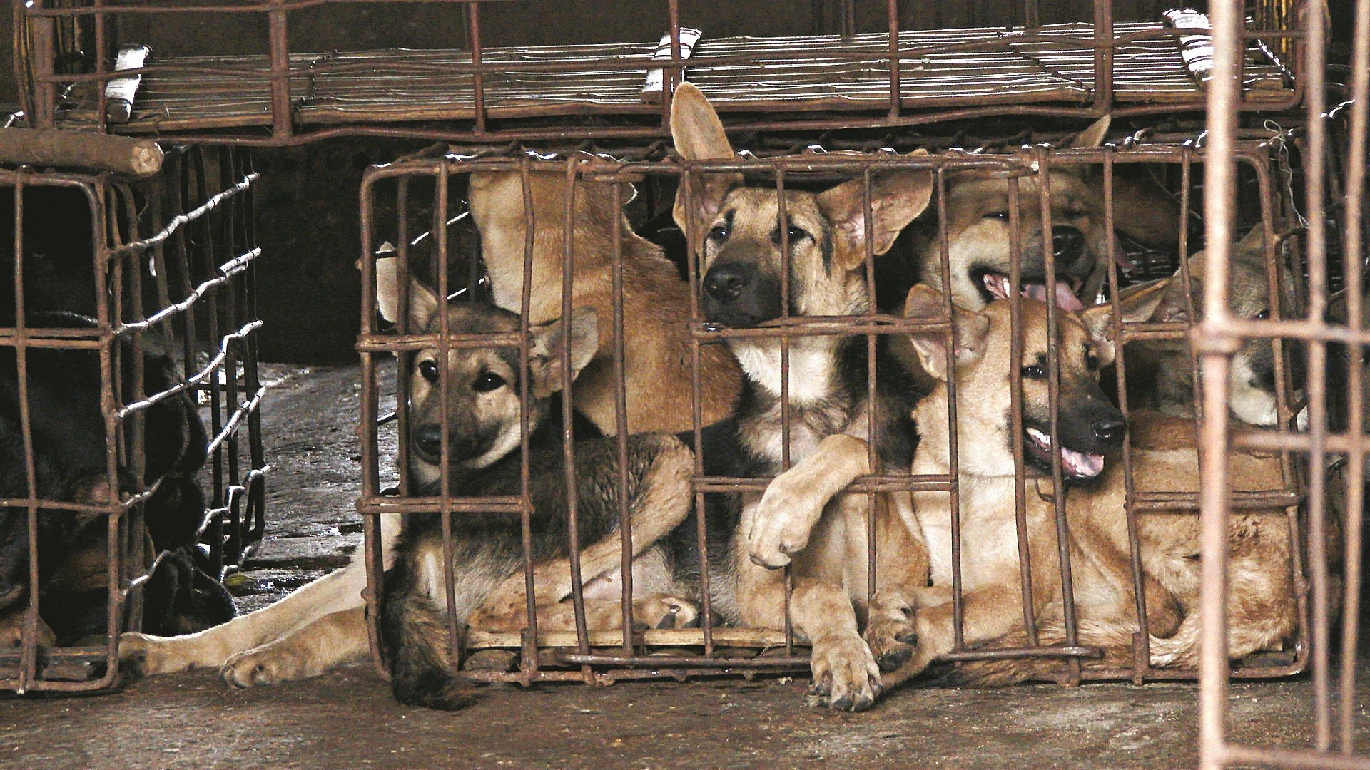 Asia's booming dog meat business and the activists seeking to end a cruel  trade | South China Morning Post