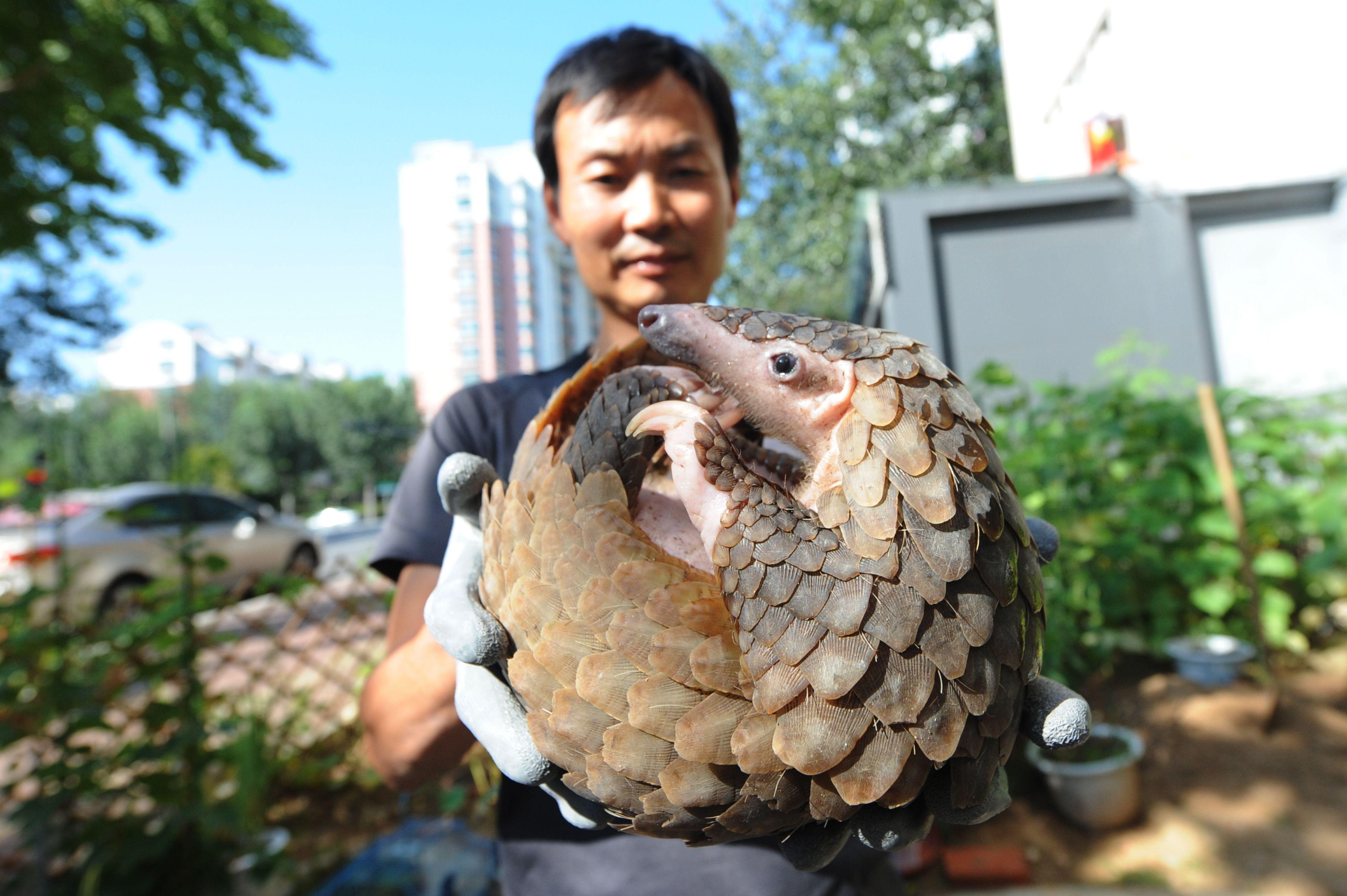 A pangolin is rescued by a citizen in Qingdao, China. The pangolin has been listed as critically endangered, but is considered a delicacy in southern China and Vietnam. There’s also an unfounded belief in East Asia that ground-up pangolin scales can stimulate lactation, cure cancer and asthma.Photo: Alamy