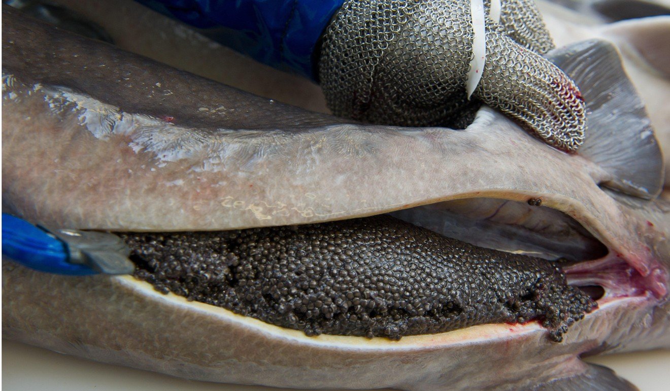 Caviar is removed from a sturgeon. Photo: Alamy