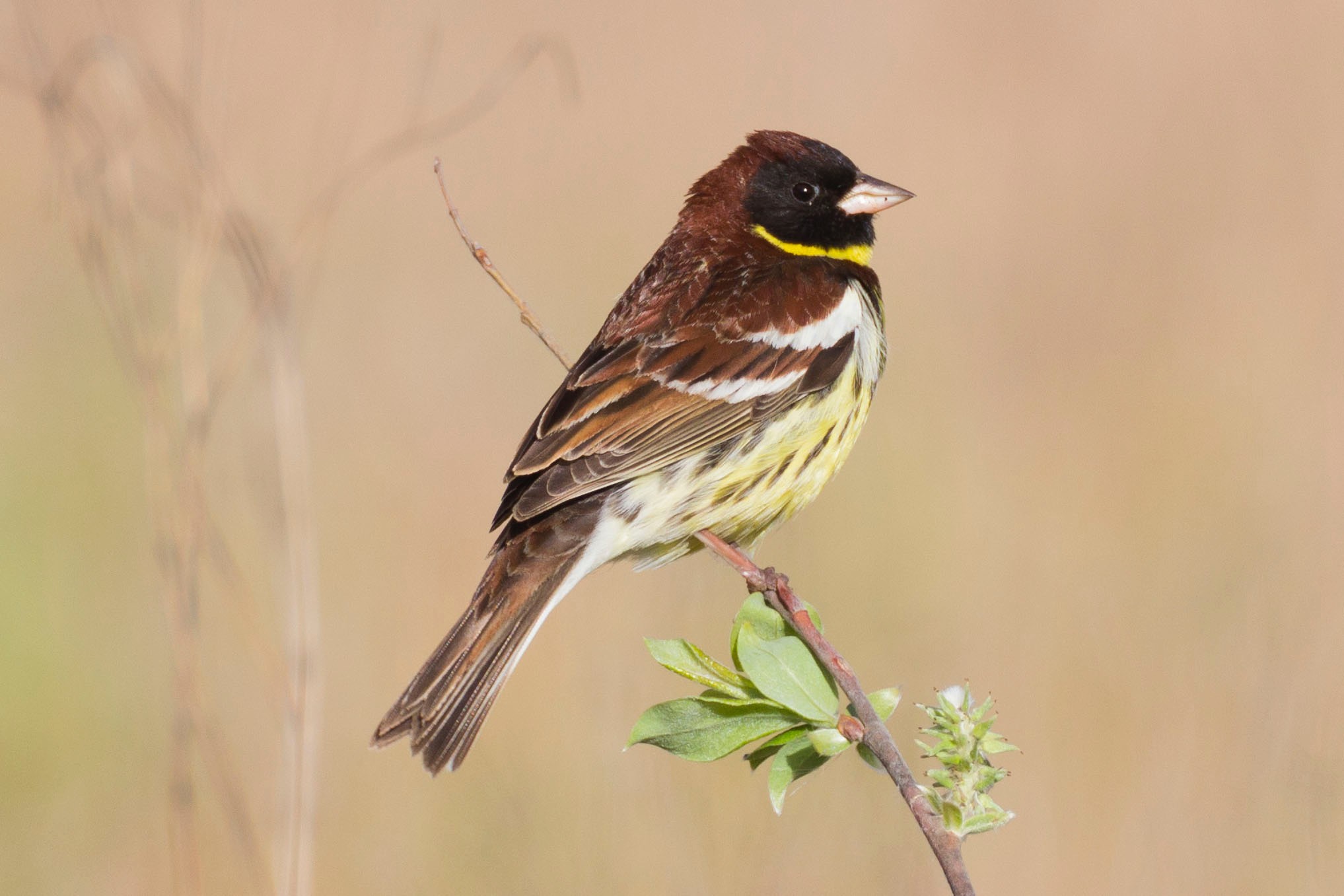 Known as the rice bird in southern China, where it is a luxury sought after by gourmets, the previously common yellow-breasted bunting was last year listed as critically endangered. Experts blame its rapid decline on illegal trade