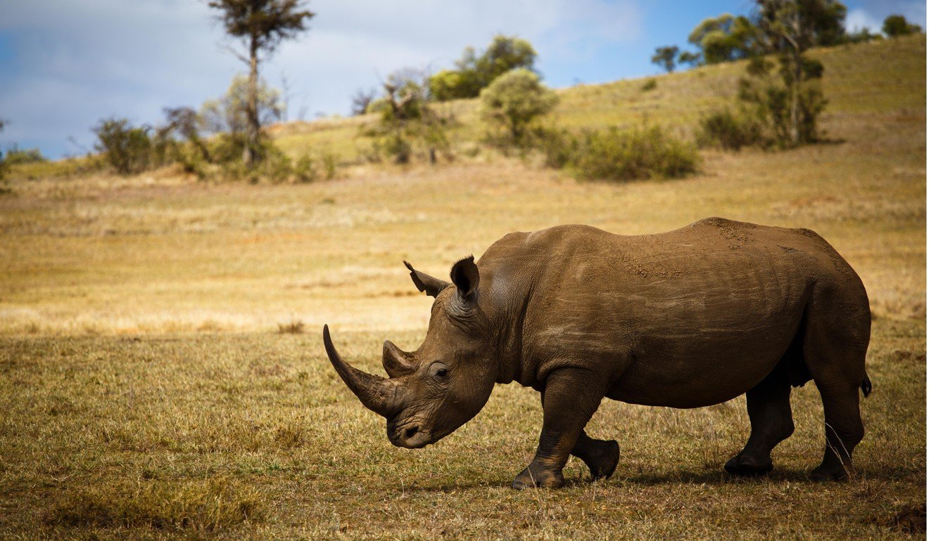 Rhinos are disappearing from Africa at a rate of 1,000 per year. Photo: SCMP