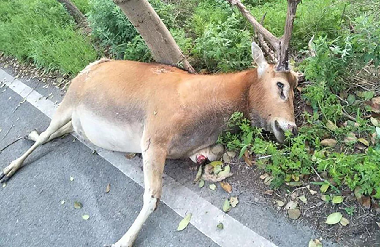 Several restaurants near to a protected park for elk in Dafeng, Jiangsu, are accused of selling elk meat. Photo: Thepaper.cn