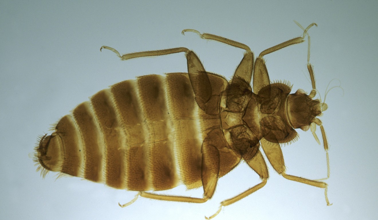 A common bedbug. They can infest homes big or smalll, and of rich or poor. Photo: Alamy
