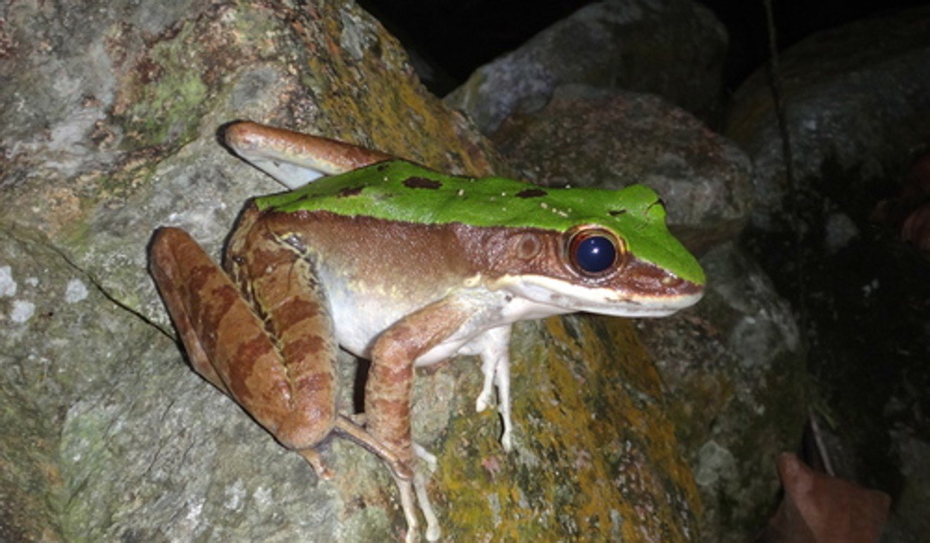 A copper-cheeked frog, commonly found in Hong Kong. Photo: Handout