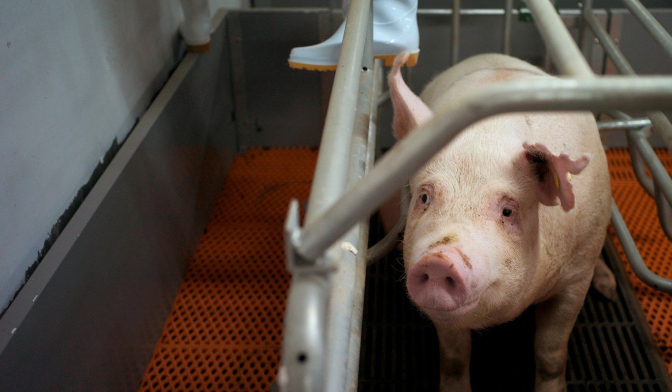 Major operations involve tens, if not of hundreds, of thousands of pigs. Photo: Reuters