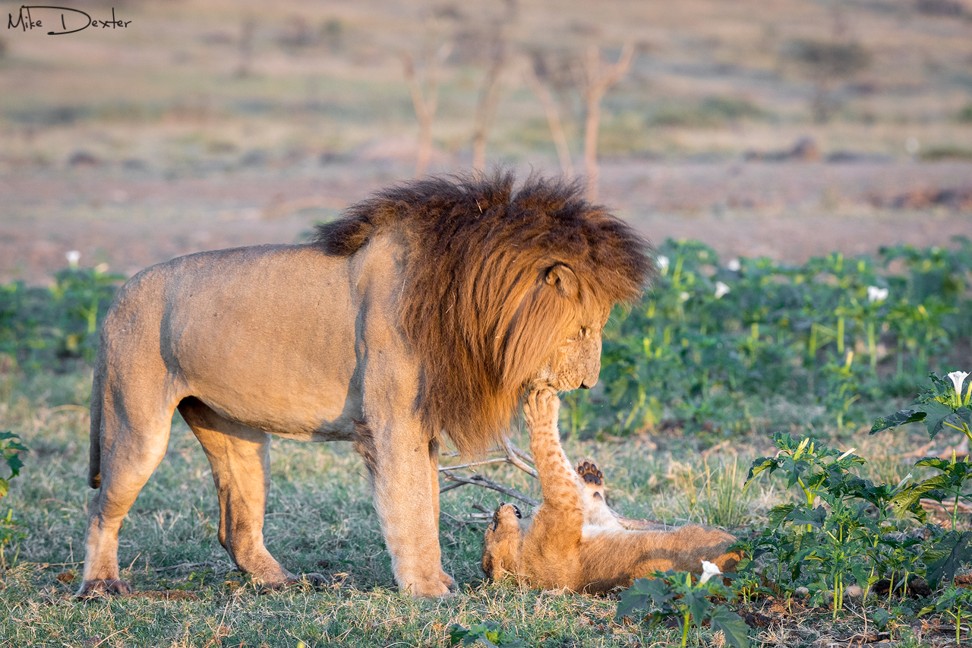 Safari camps in Kenya and Tanzania offer photography workshops with photographers in residence who offer guided tours and on-the-ground guidance to enthusiasts keen to picture lions and other wildlife. Photo: Mike Dexter
