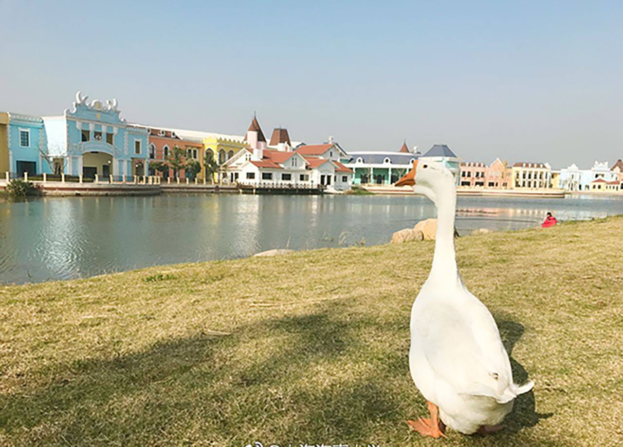 Shanghai Maritime University gave Gugu the goose a home after an appeal from his owner. Photo: Thepaper.cn
