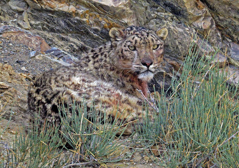 A tailored tour in Ladakh, India, will offer the chance to photograph the elusive snow leopard. Photo: Lightfoot Travel