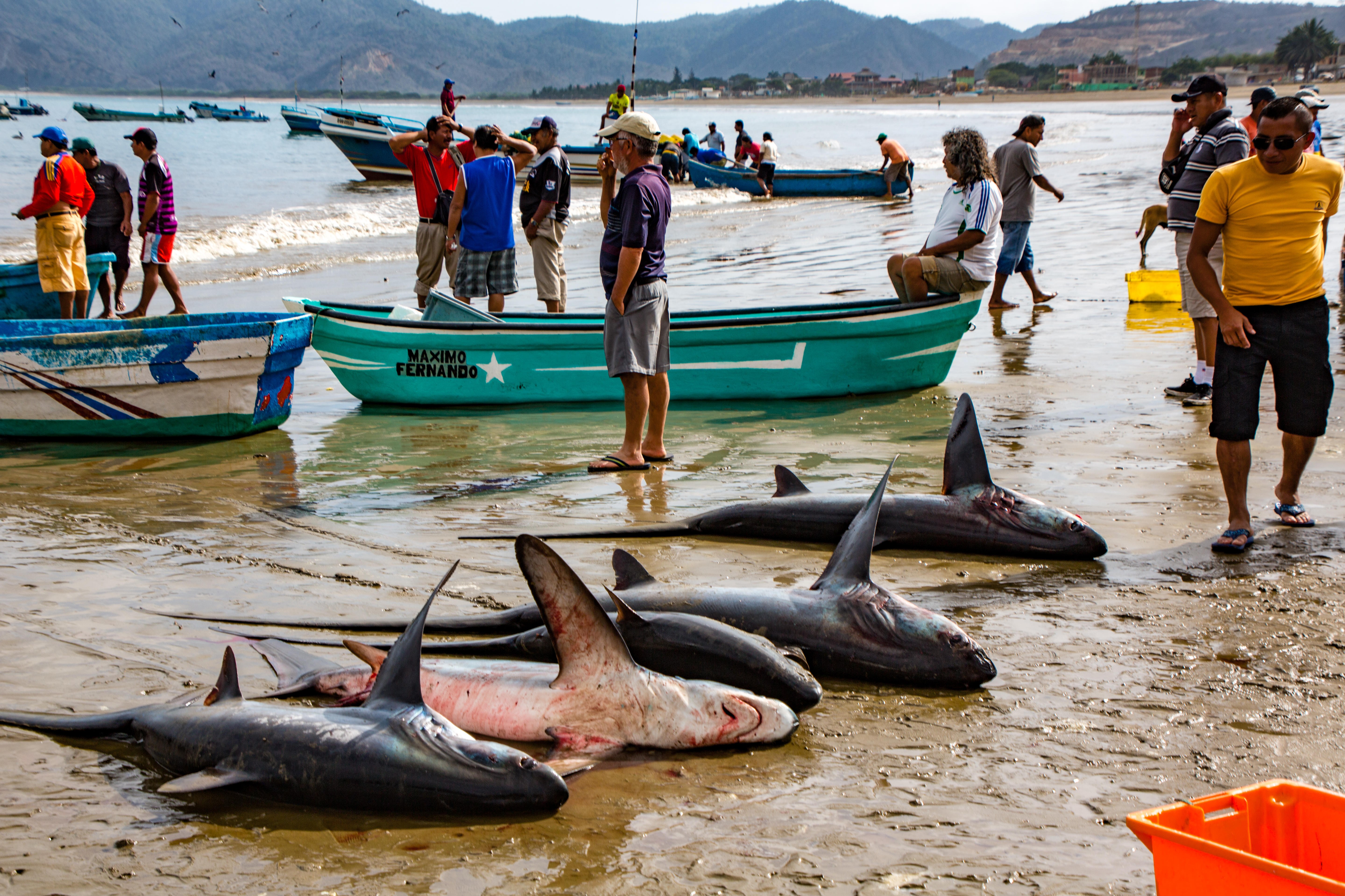 Freshly caught shark are laid out on a beach in Puerto Lopez, Ecuador. Picture: Alamy