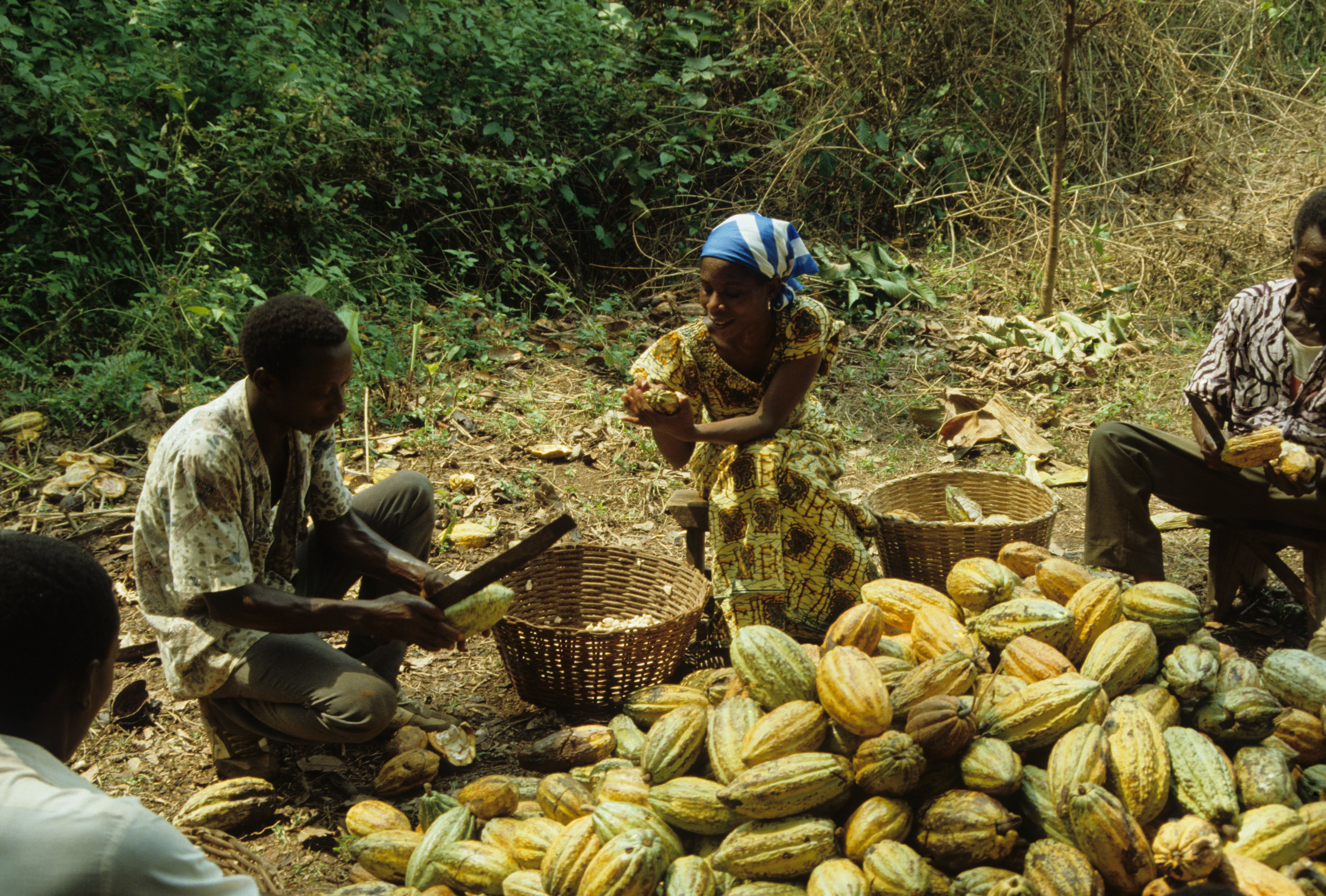 Cocoa pods are husked in Ghana, where a rising middle class and a substantial international community are helping to propel demand for locally made chocolate. Photo: Alamy