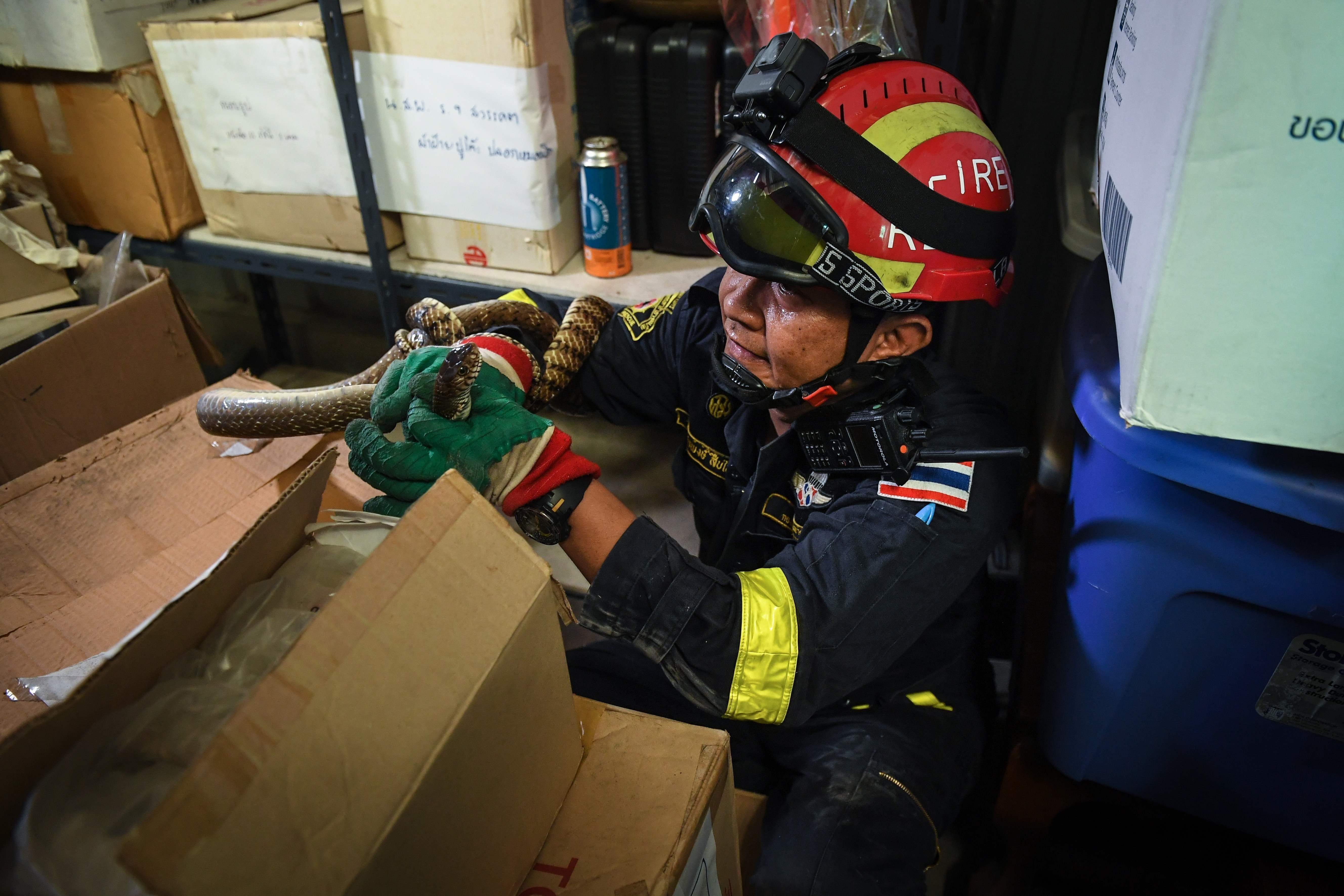 Thai firefighter and snake expert Sutaphong Suepchai holding an oriental rat snake. Photo: AFP