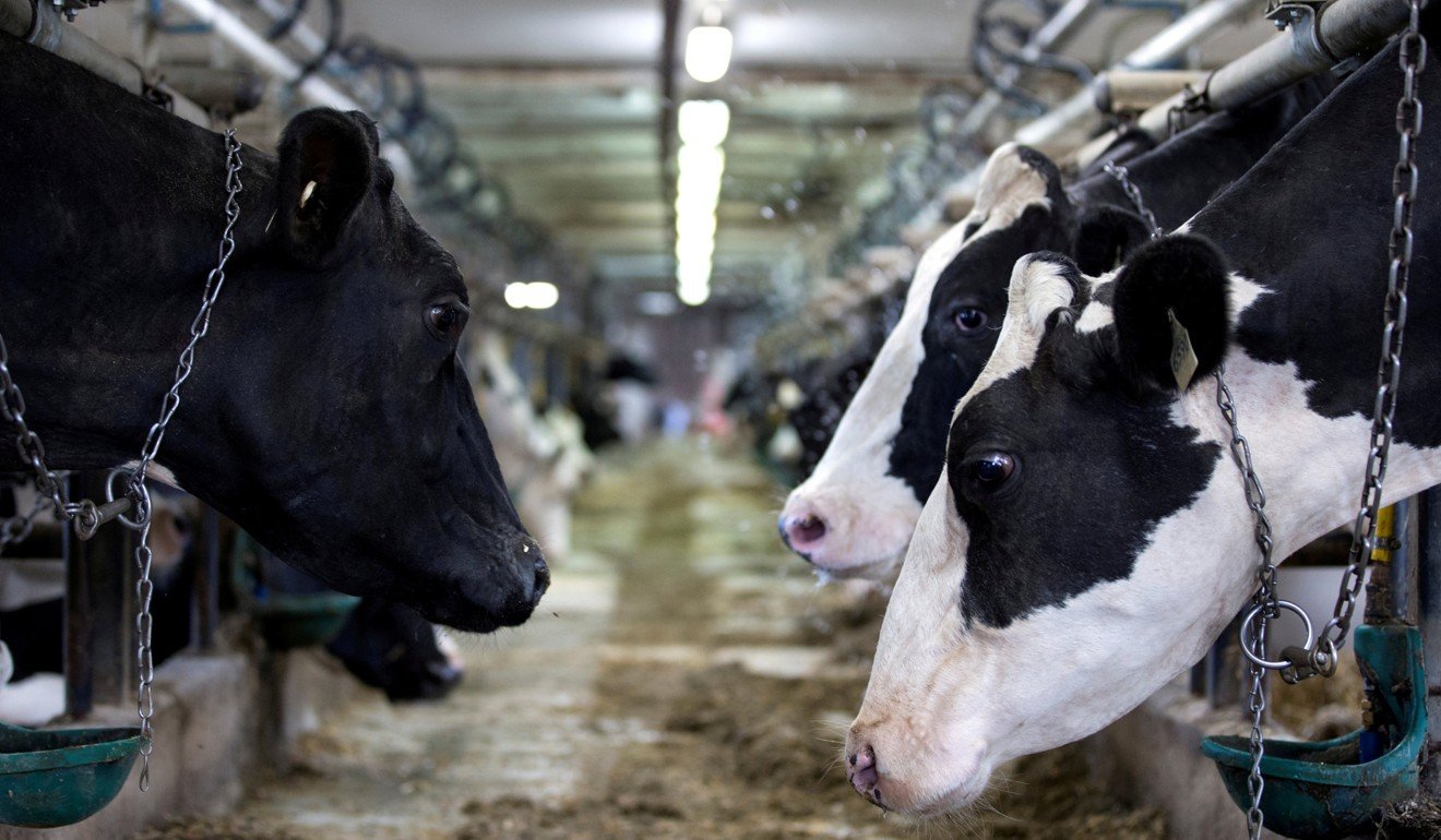 Canada has agreed to provide US dairy farmers access to about 3.5 per cent of its around US$16 billion annual domestic dairy market. File photo: Reuters