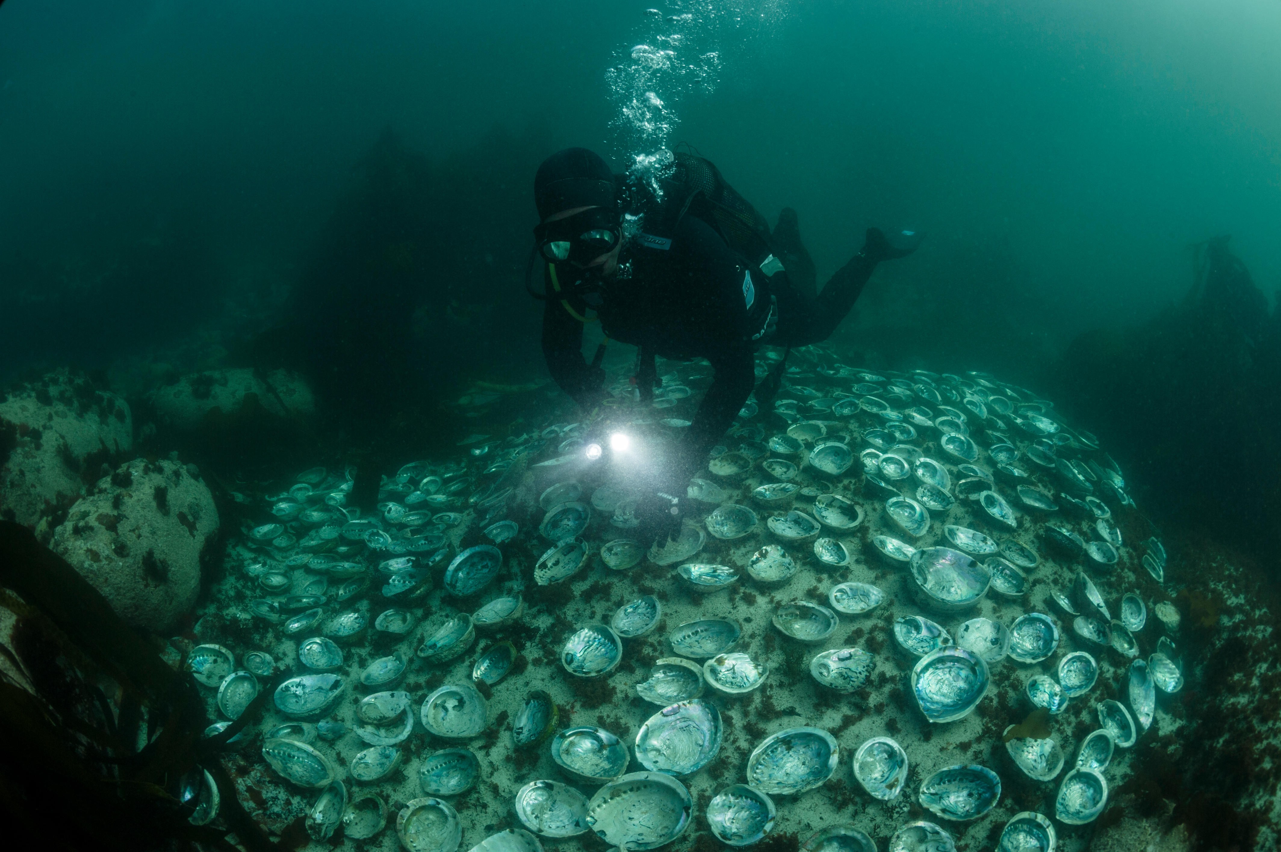 Divers swim over poached abalone shells in South Africa. Picture: AFP
