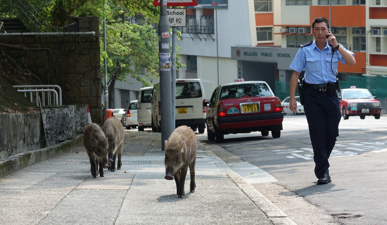 A policeman was deployed to tail the animals. Photo: Handout