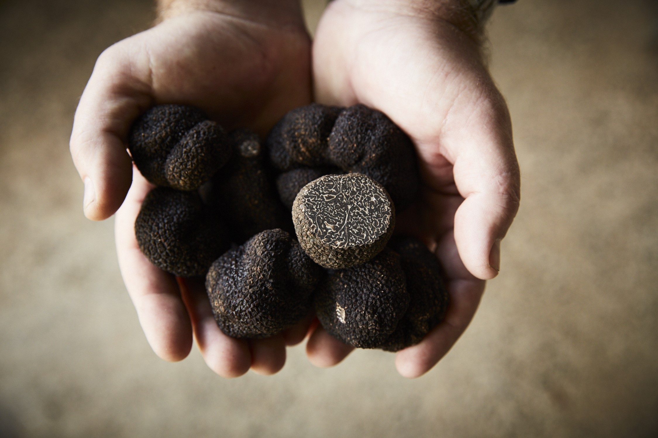 Truffles from The Truffle & Wine Co. The company is the single largest producer of ‘French’ black truffle in the southern hemisphere. Australia is expected to produce 15 tonnes this year.