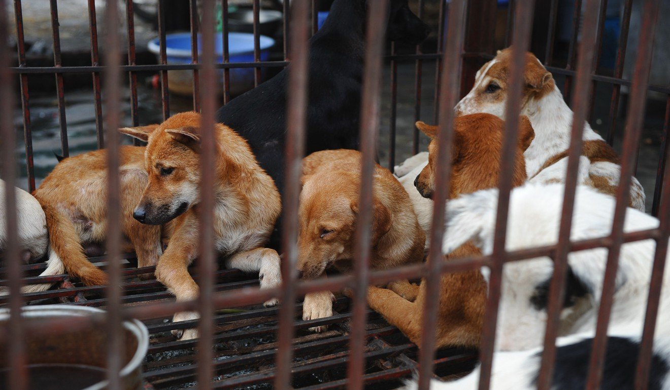 Dogs at a slaughterhouse in Hanoi. Picture: AFP