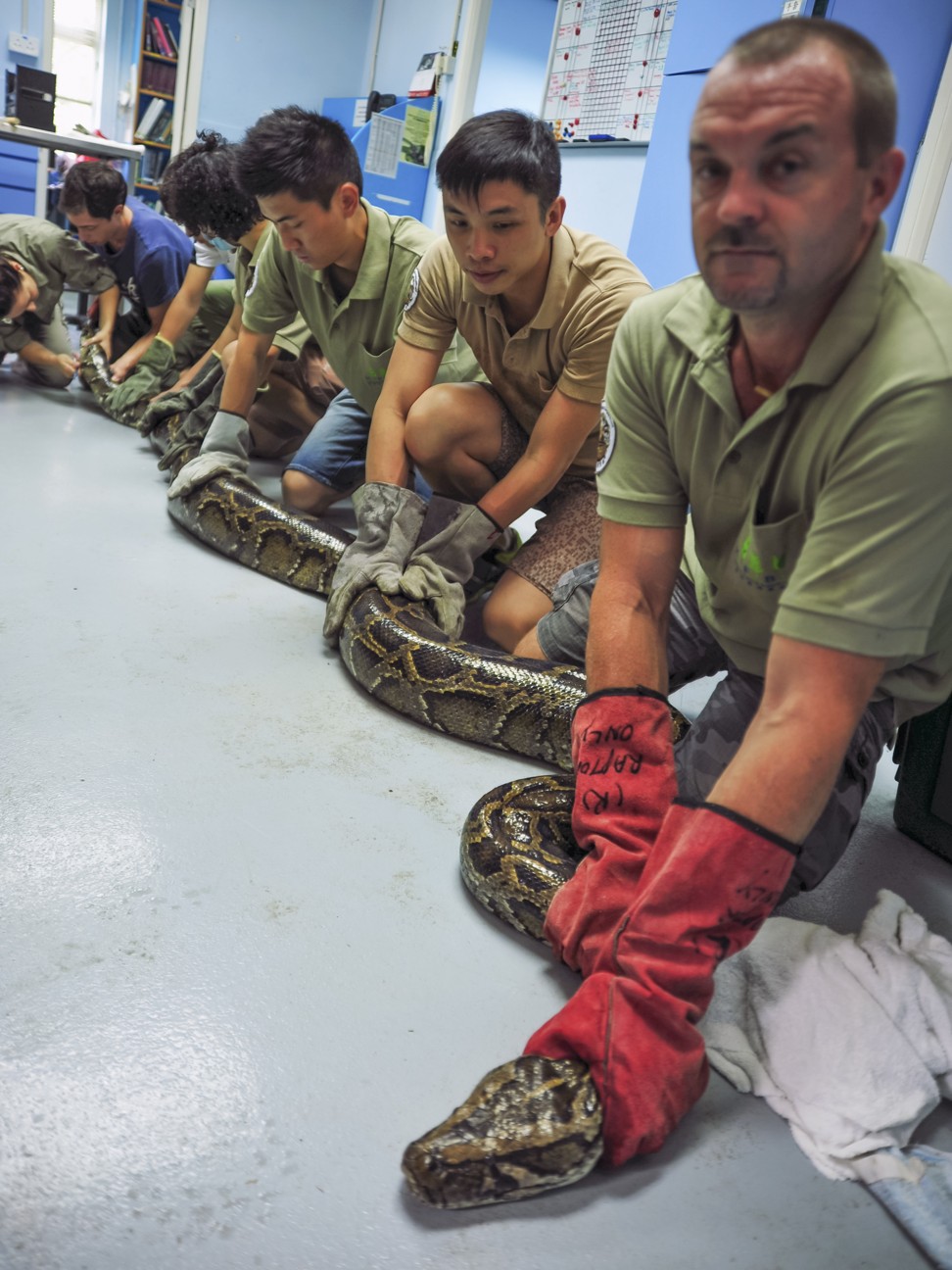 Paul Crow and colleagues hold a captured Burmese python. Photo: SCMP