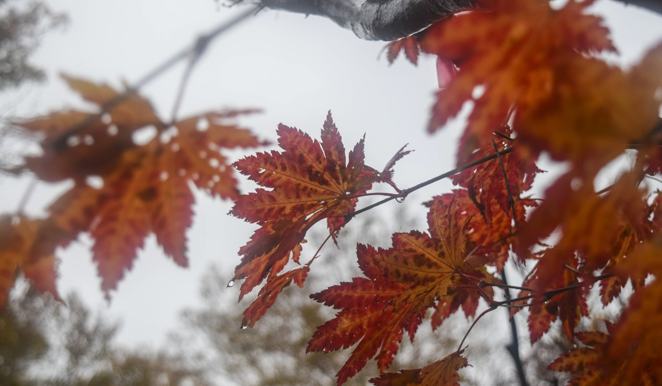 A maple tree in the rain beside Lake Towada. Photo: Pete Ford
